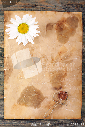 Image of Chamomile on an old paper.