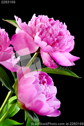 Image of Peonies.