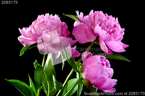 Image of Three pink peony.