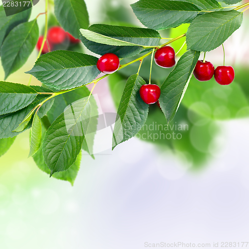 Image of  Red cherry.