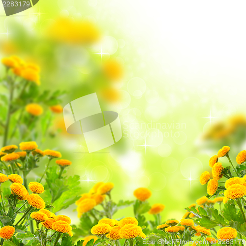 Image of Summer flowers.