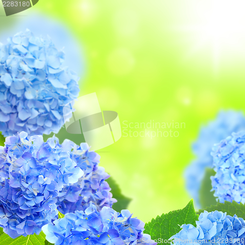 Image of Blue hydrangeas.