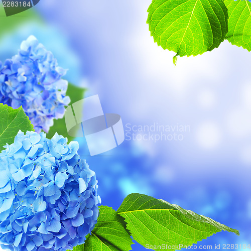 Image of Beautiful hydrangea flowers.