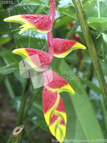 Image of Tropical Flower