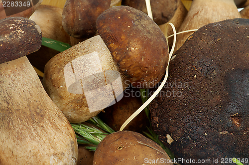 Image of Porcini Mushrooms Background