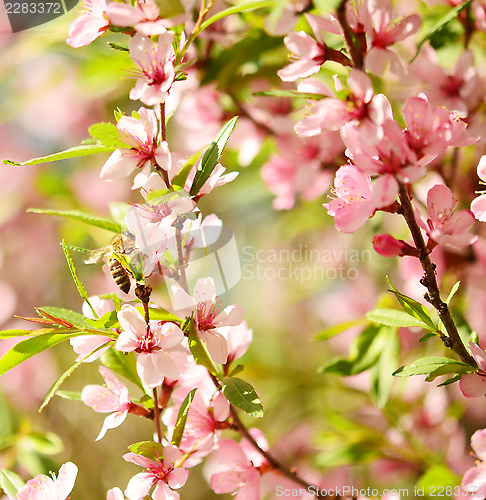 Image of honey bee