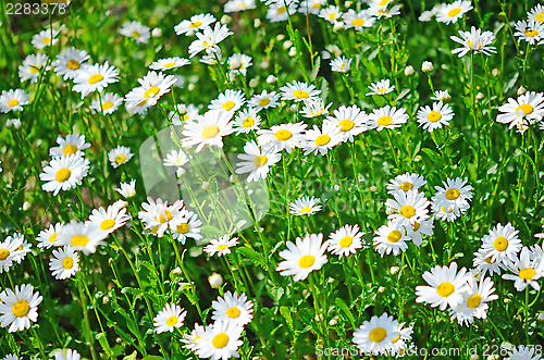 Image of camomile field