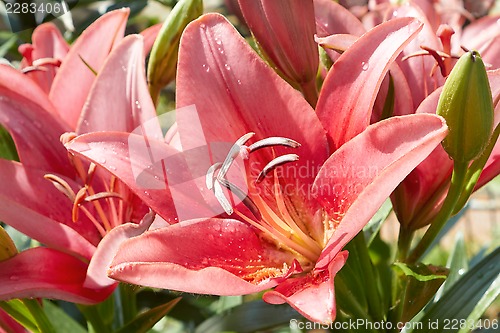 Image of Lilies flowering in the flowerbed