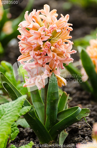 Image of Hyacinth