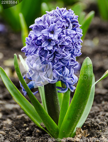 Image of Hyacinth