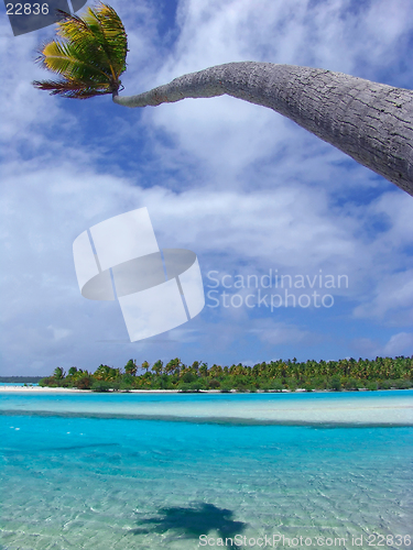 Image of Bending Palm Tree