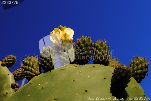 Image of Cactus