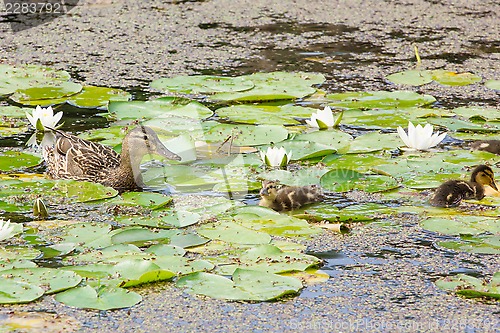 Image of Duck family in a pond