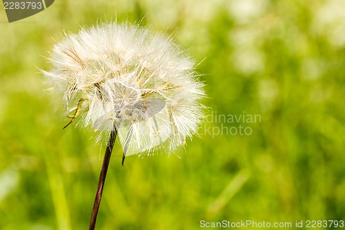 Image of Fluffy dandelion on green background