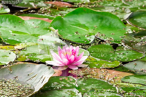 Image of Pink lotus blossom in a pond