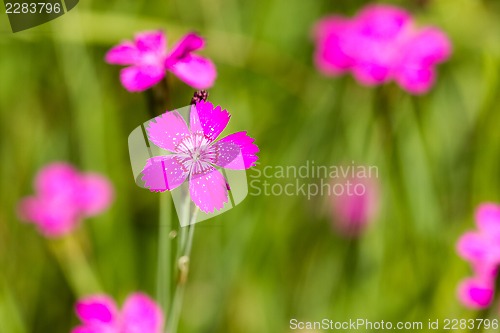 Image of Summer meadow with pink flowers