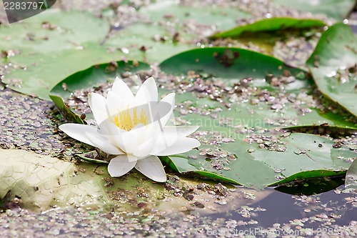 Image of White  lotus blossom  in a   pond