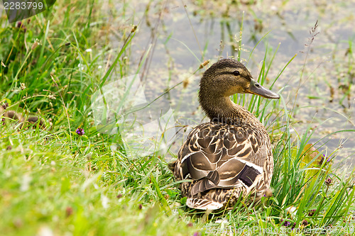 Image of Wild duck  in a grass