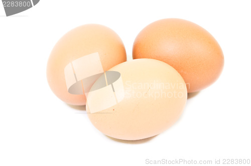 Image of Egg