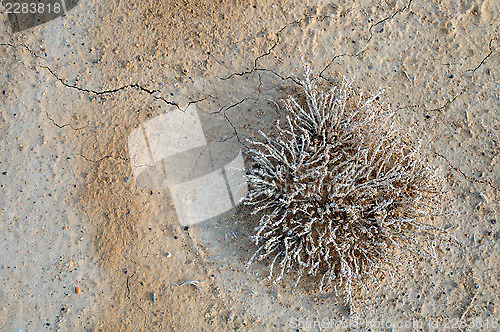 Image of Top View of the Desert Plant