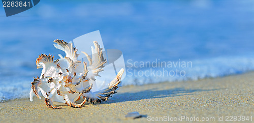 Image of seashell on the beach