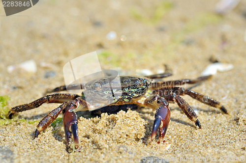 Image of natural crab on the sand against the sea at beach