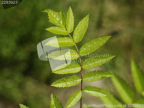 Image of ash tree compound leaf