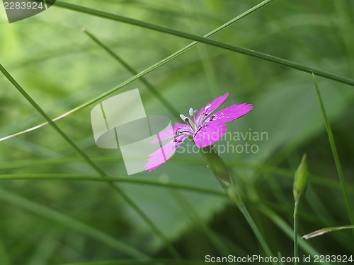 Image of pink flower