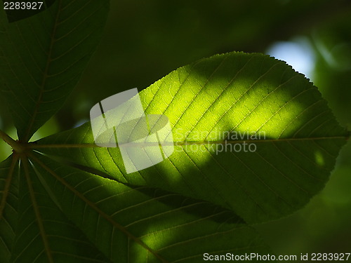 Image of chestnut tree leaf
