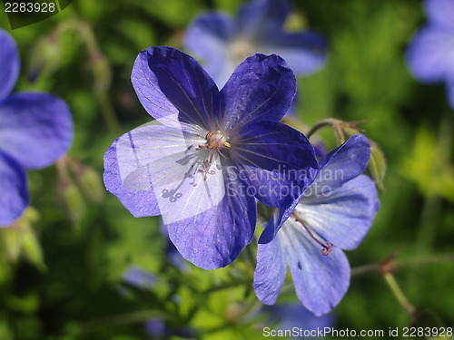 Image of blue flower
