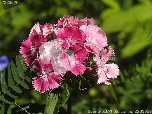 Image of pink flower