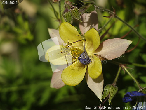 Image of yellow flower
