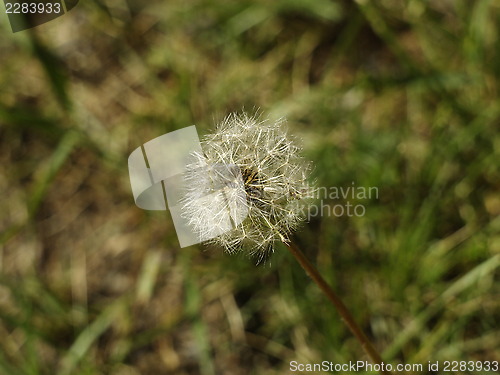 Image of dandelion