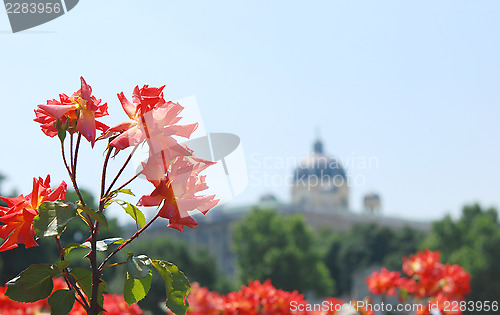 Image of Roses in the Volksgarten, Vienna