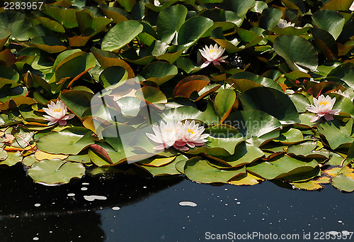 Image of Pale pink water lilies floating on a pond