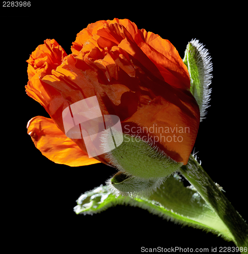 Image of Poppy