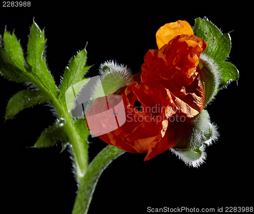 Image of Poppy