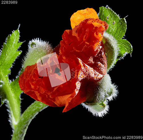 Image of Poppy