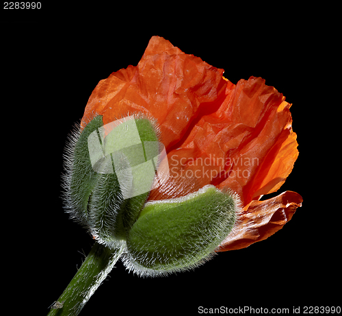 Image of Poppy