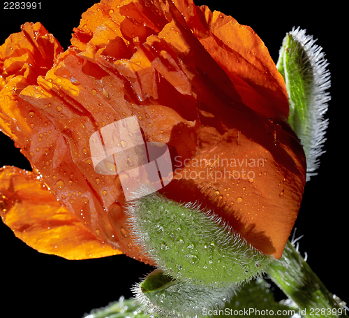 Image of Poppy