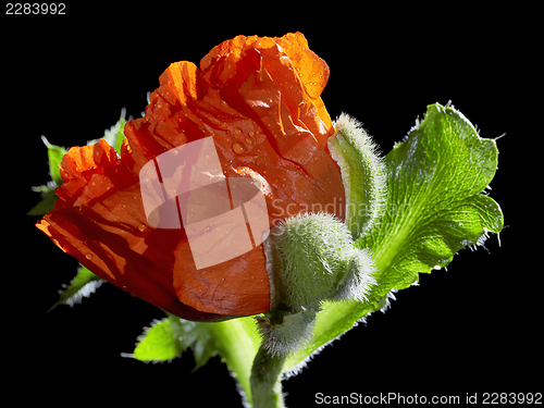 Image of Poppy