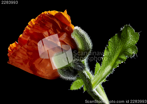 Image of Poppy