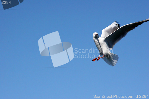 Image of Seagull