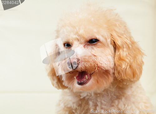 Image of Dog poodle smile