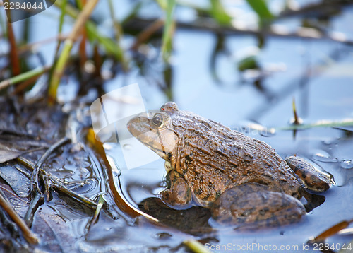 Image of Frog in pond