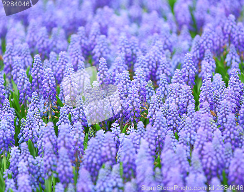 Image of Purple muscari botryoides 