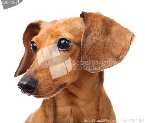 Image of Dachshund dog portrait 