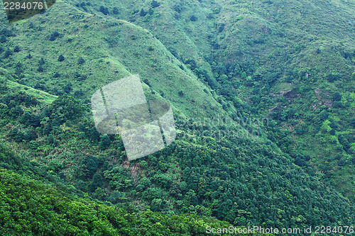 Image of Green plant on Mountain