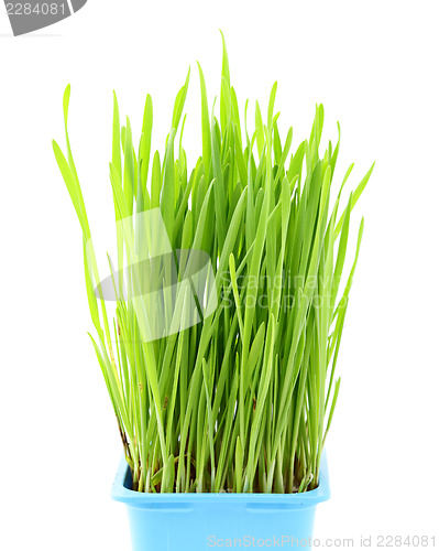 Image of Wheatgrass in flowerpot