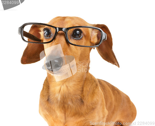 Image of Dachshund dog wear glasses